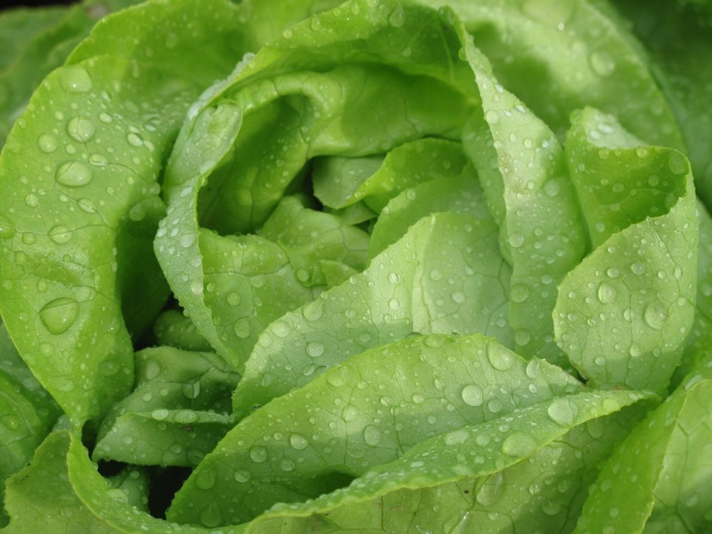 Laitue : salade verte